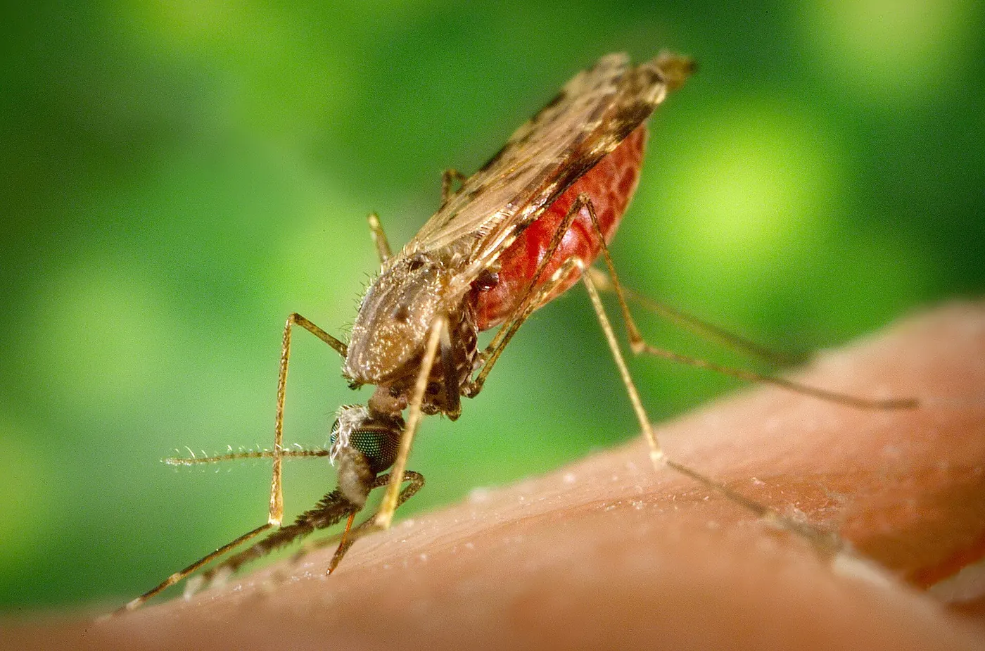 Muỗi Anopheles albimanus, ảnh CDC